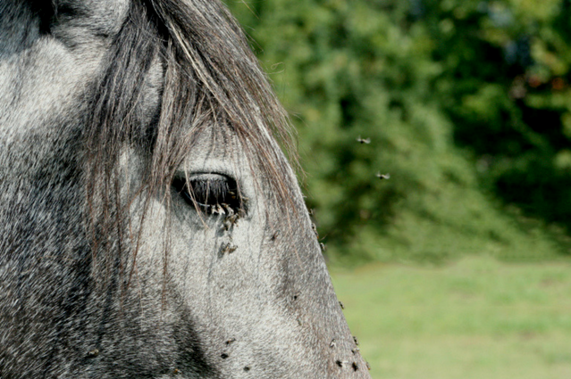 Anti-mouches naturel pour cheval (recette DIY)