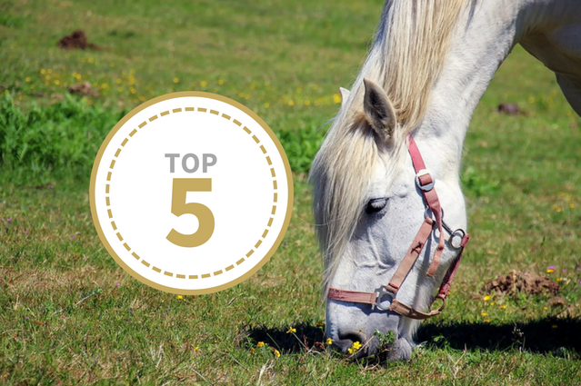 Top 5 des astuces spéciales été