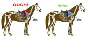 mal au dos cheval