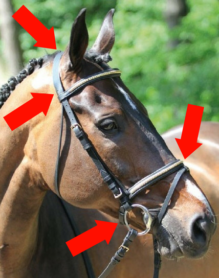 Filet cheval : Matériel d'Equitation