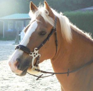 hackamore cheval