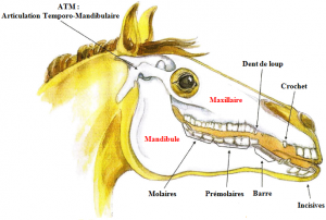 morphologie tête cheval