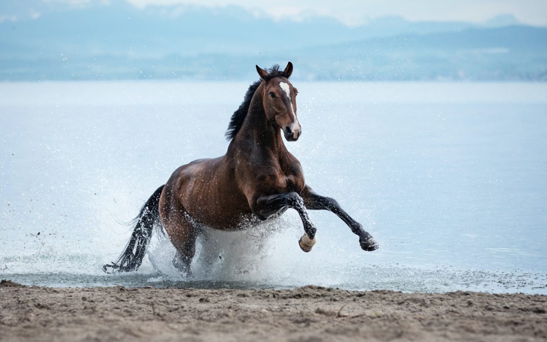 Gale de boue chez le cheval : Comment la traiter et l’éviter ?