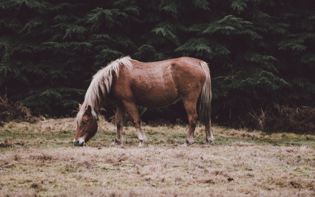 Dermite chez le cheval : comment la soigner et l’éviter ?