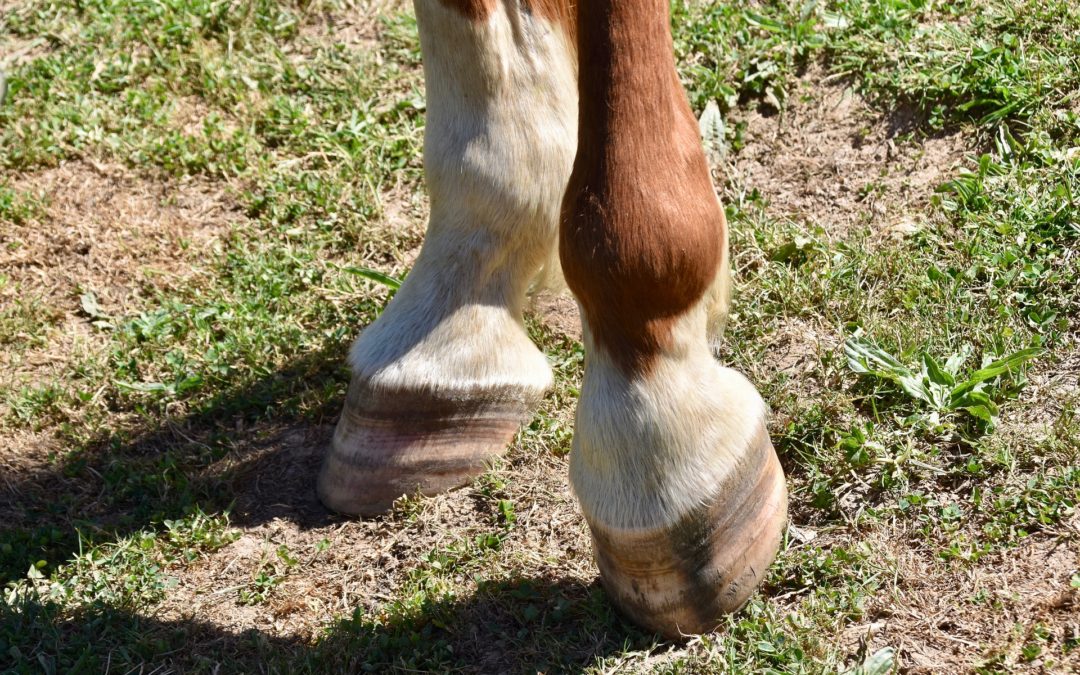 Quels soins quotidiens pour les pieds de votre cheval ?
