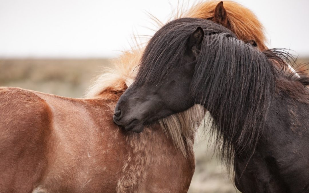 Poux et acariens chez le cheval : Comment les enlever et les éviter ?