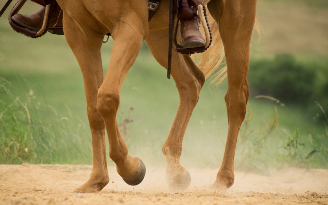 Pieds du cheval : quelles pathologies ?
