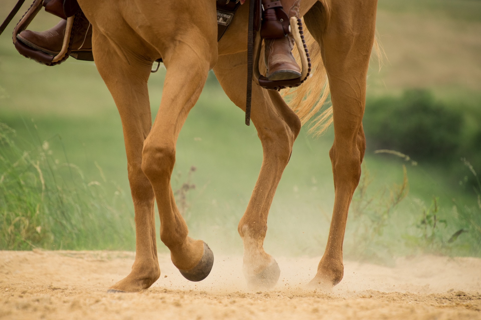 Sabot de cheval fendu, quelles sont les causes et comment le soigner ?