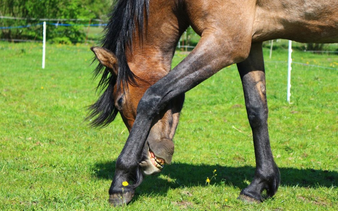 Gale du cheval : quels symptômes et comment les traiter ?
