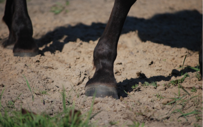 DIY : créer un onguent 100% naturel pour les pieds de mon cheval ?
