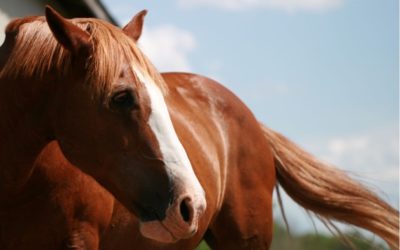 Le surpoids chez le cheval : quels sont les risques et comment l’éviter ?