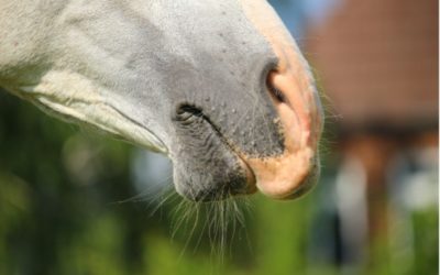 Pourquoi mon cheval a-t-il le nez qui coule ?
