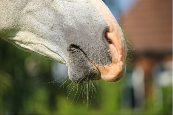 Pourquoi mon cheval a-t-il le nez qui coule ?