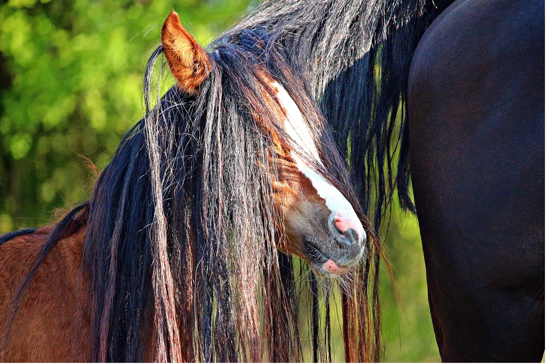 Comment Faire Pousser Les Crins De Son Cheval Comment créer un démêlant 100% naturel pour mon cheval ?- Equiswap