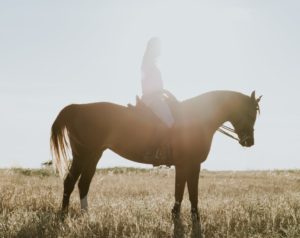 matériel équitation
